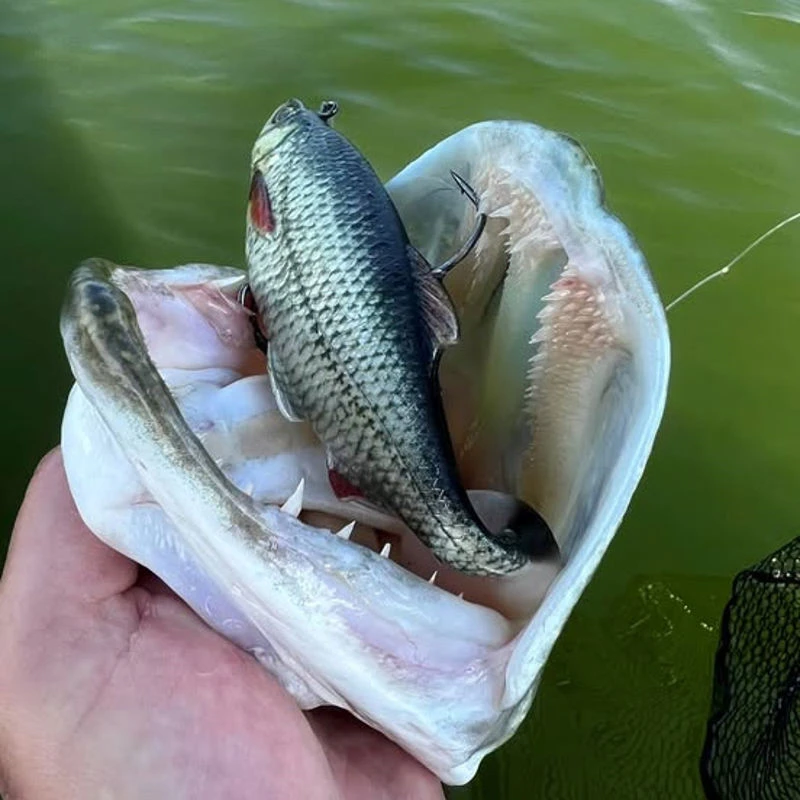 Westin Ricky The Roach Shadtail R2F Lures